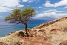 Lahaina Pali